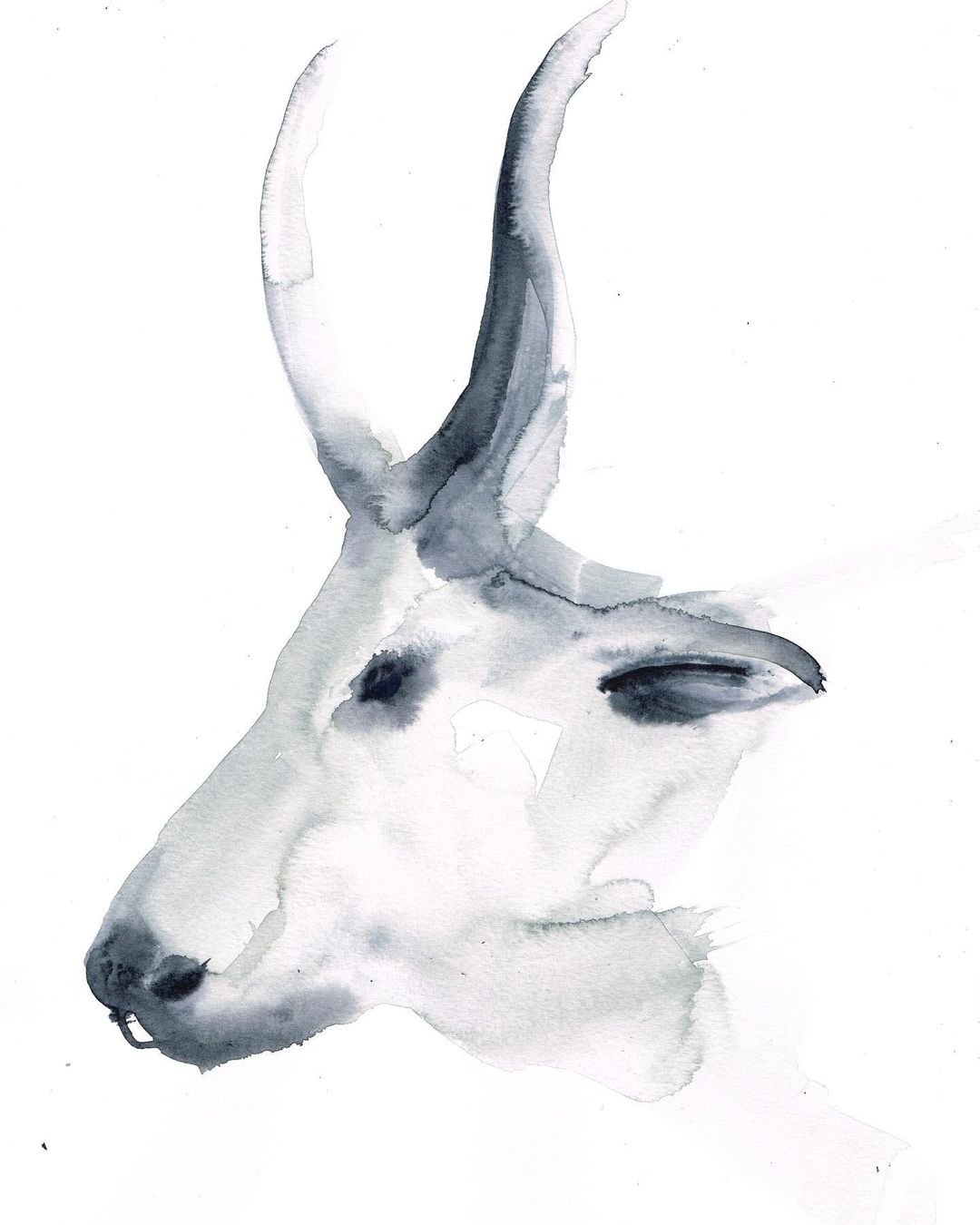 Animal Illustration Techniques: Watercolor and Charcoal with Laura McKendry